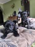 Yorkshire terrier, suczka, Black