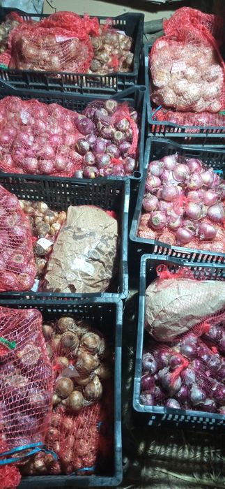 Луковицы Гиацинтов 2х размеров