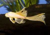 Ancistrus ALbinos Long Fin