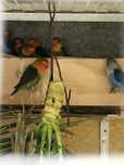 Vendo Agapornis