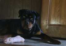 Oddam za darmo rottweilera