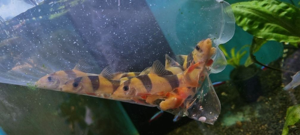 Bocja wspaniała (Chromobotia macracanthus) – 5 cm