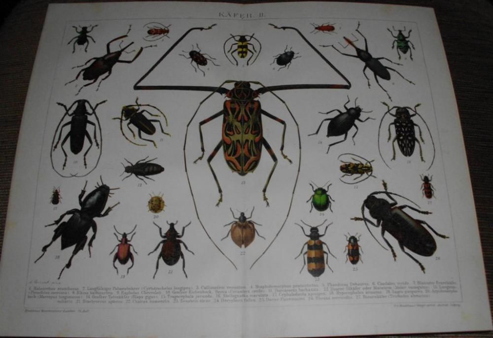 ZWIERZĘTA III oryginalne XIX w. chromolitografie