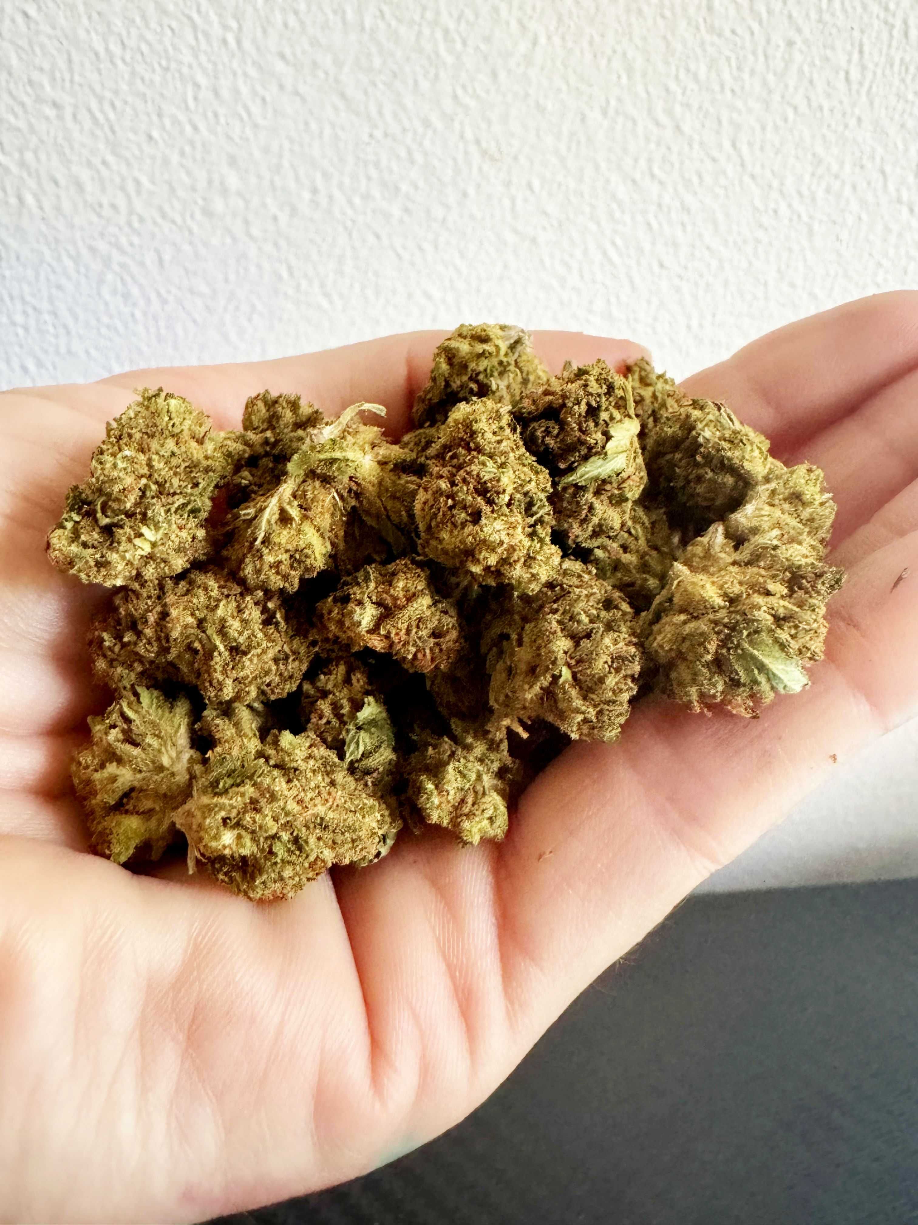 10 Gram Suszu White Widow CBD Jakość Premium