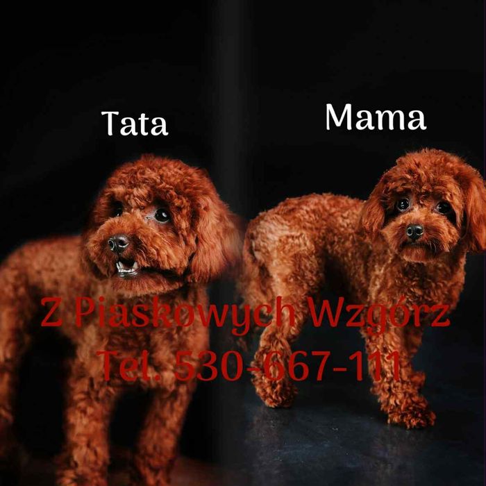 Pudel Toy SUNIA Red Brown rezerwacja