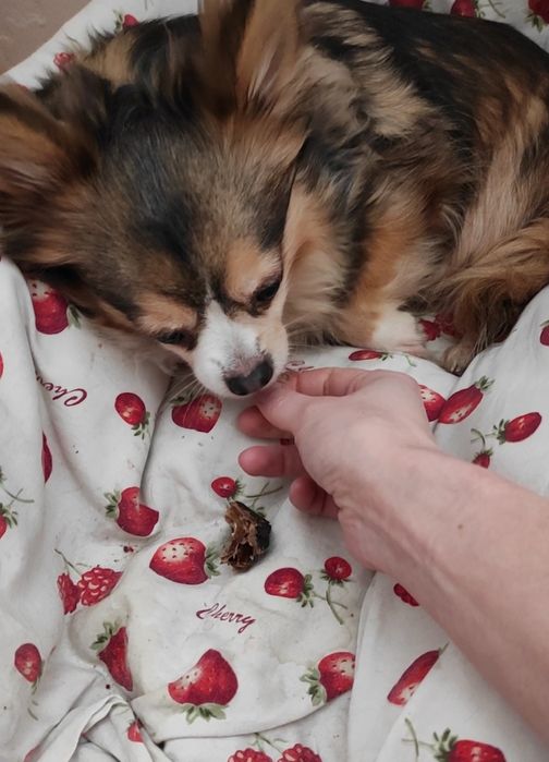 Домашня перетримка тварин