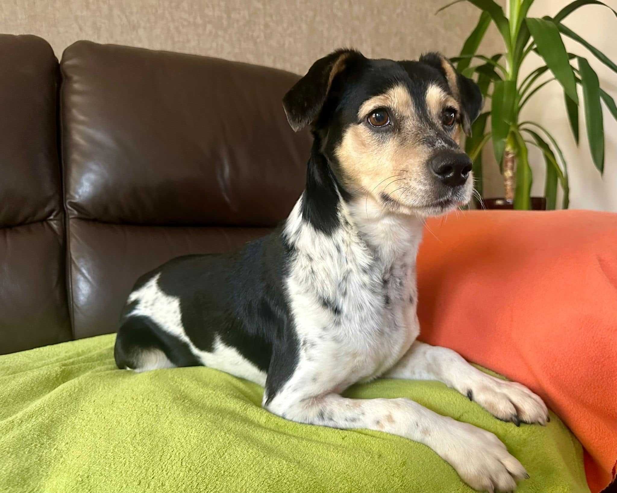 Uroczy Model - cudowny psiak do adopcji!