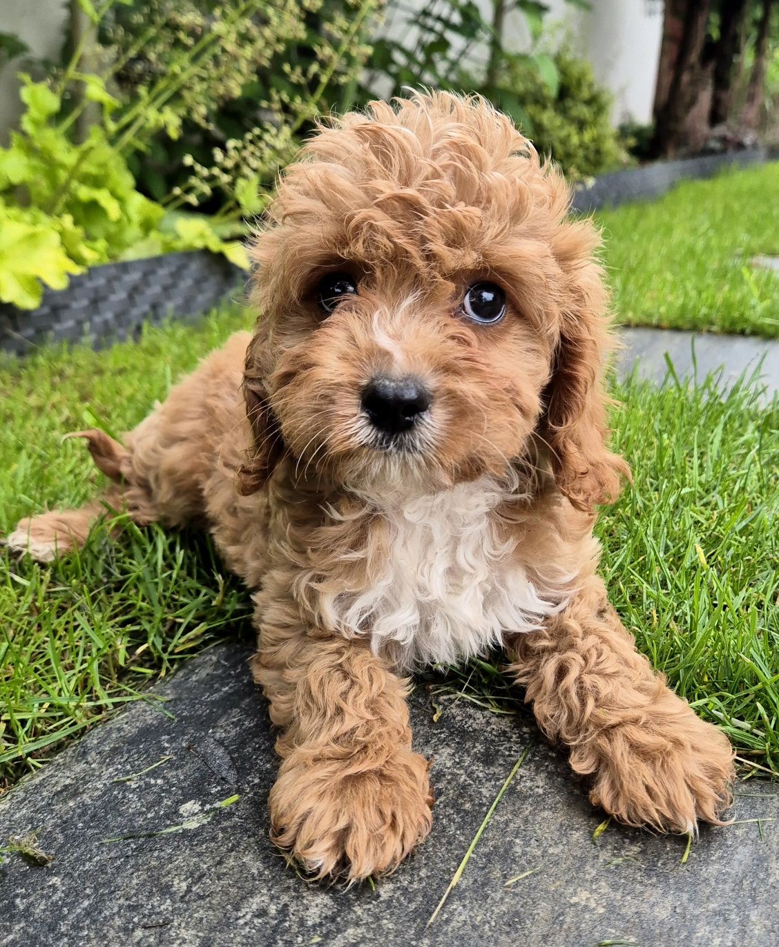 Cavapoo F1  Samczyk