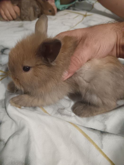 coelhos anoes holandês e mini lop