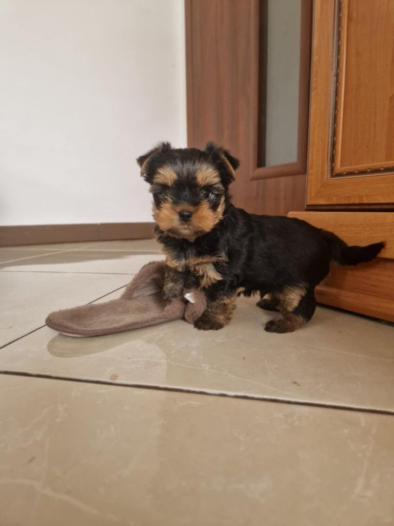 Pies Yorkshire Terrier