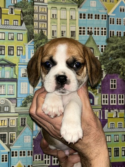 Продам милих малюків породи Пагль