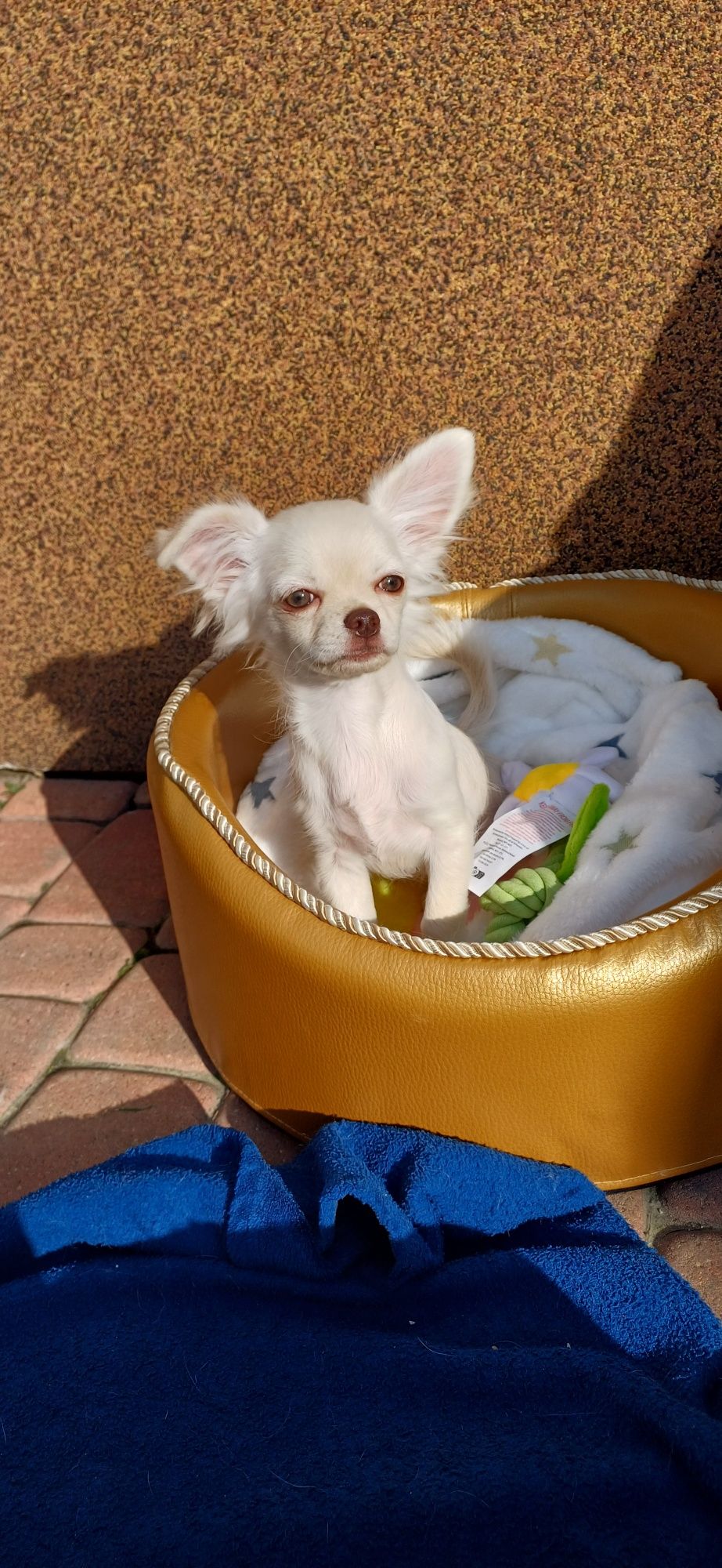 Chłopczyk chihuahua FCI