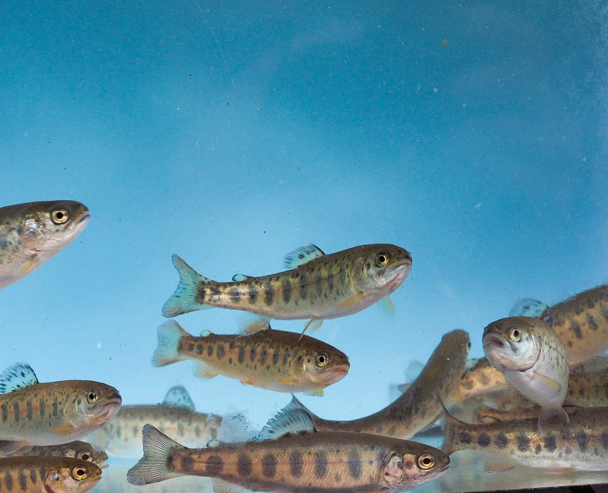 Narybek pstrąga tęczowego. Pstrąg tęczowy 15-20g 50zł/kg