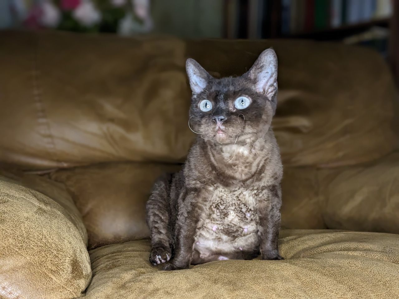 Шикарная кошка девон-рекс