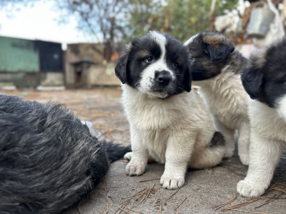 Щенки московской сторожевой, щенок московская сторожевая, цуценята