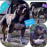 Amstaff Tricolor Przebadany od chorób!