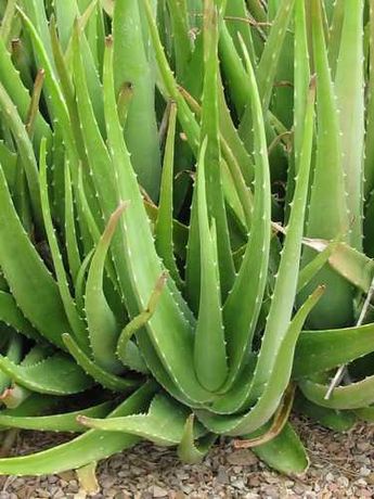 Aloe vera plantas ou babosa