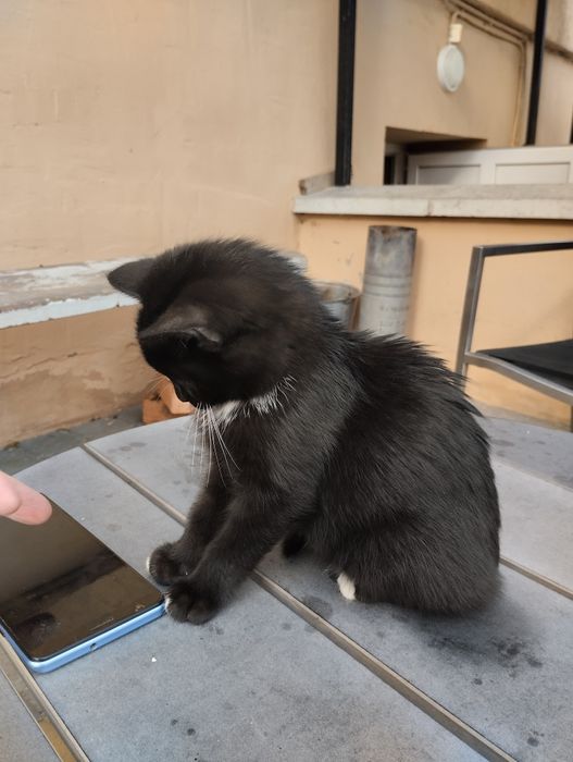 Віддам кошенят у хороші руки. Дівчинка і хлопчик