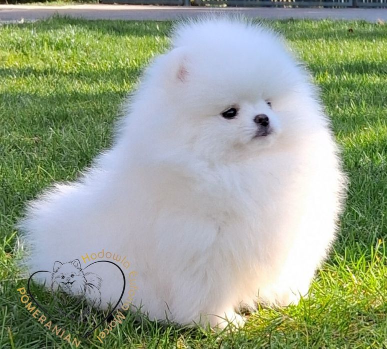 Pomeranian miniatura szpica