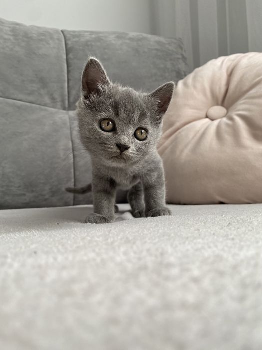 Кошенята 2 місяці