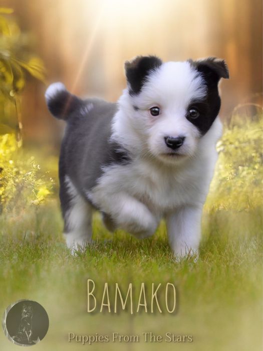 Suczka Border Collie Black&White