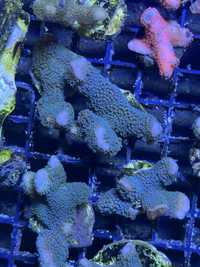 5 Montipora Stalowa Patyk Koralowiec Morski Sps Akwarium Morskie