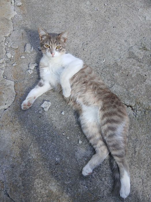 Котенята-мишолови у добрі руки