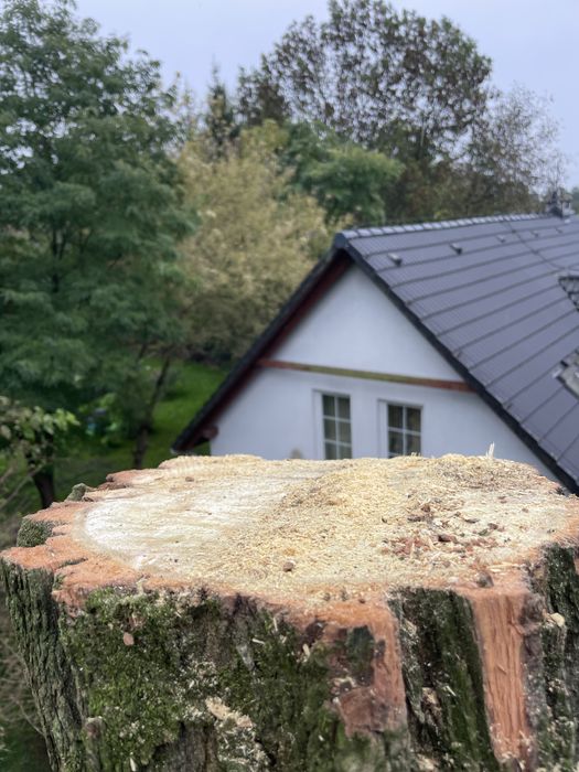 Wycinka drzew / karczowanie działek, przycinanie tui