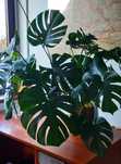 Monstera duża, kwiaty domowy
