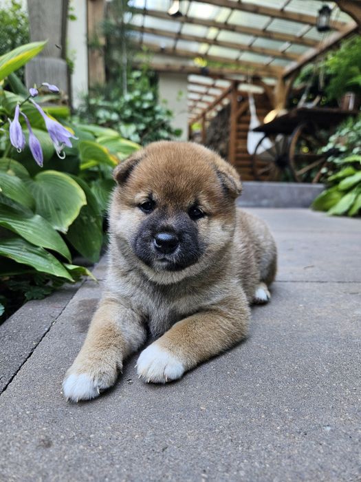Shiba Inu szczenię z ZKWP FCI lubelskie