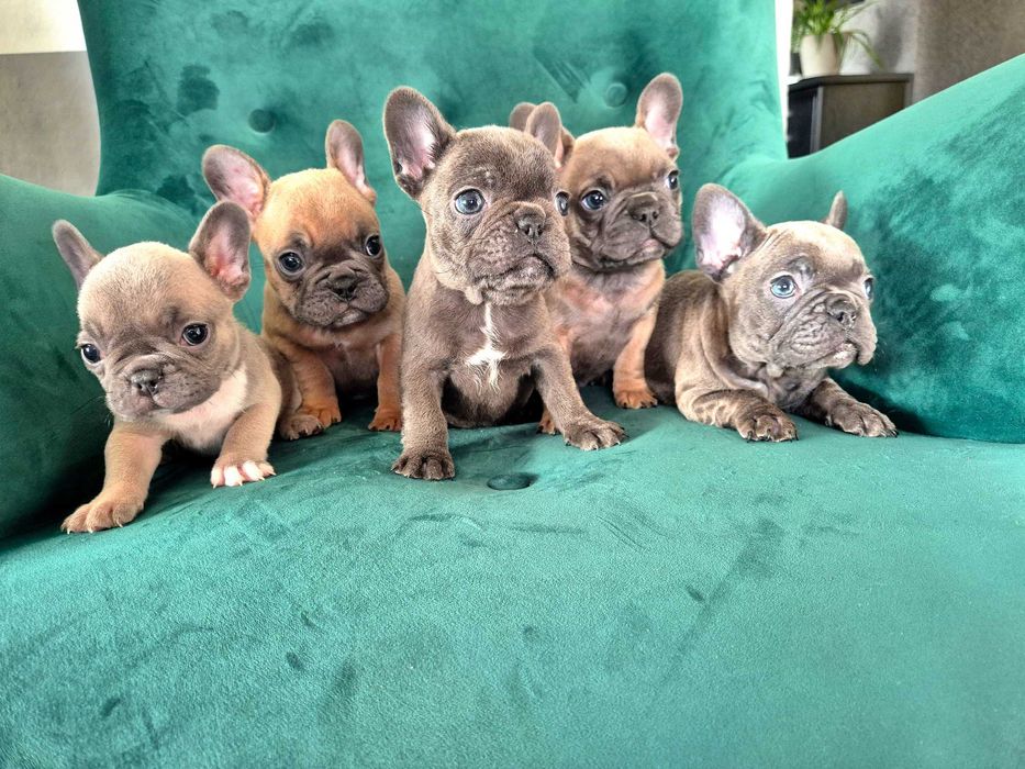 Buldog francuski sable piesek