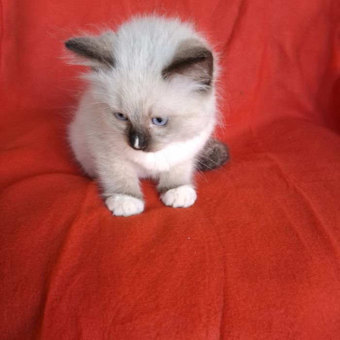 Ragdoll kocurek rodowód+wyprawka