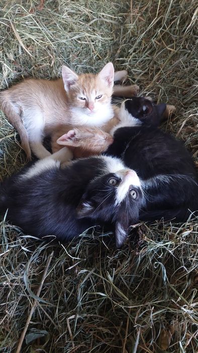 Oddam trzy młode kotki