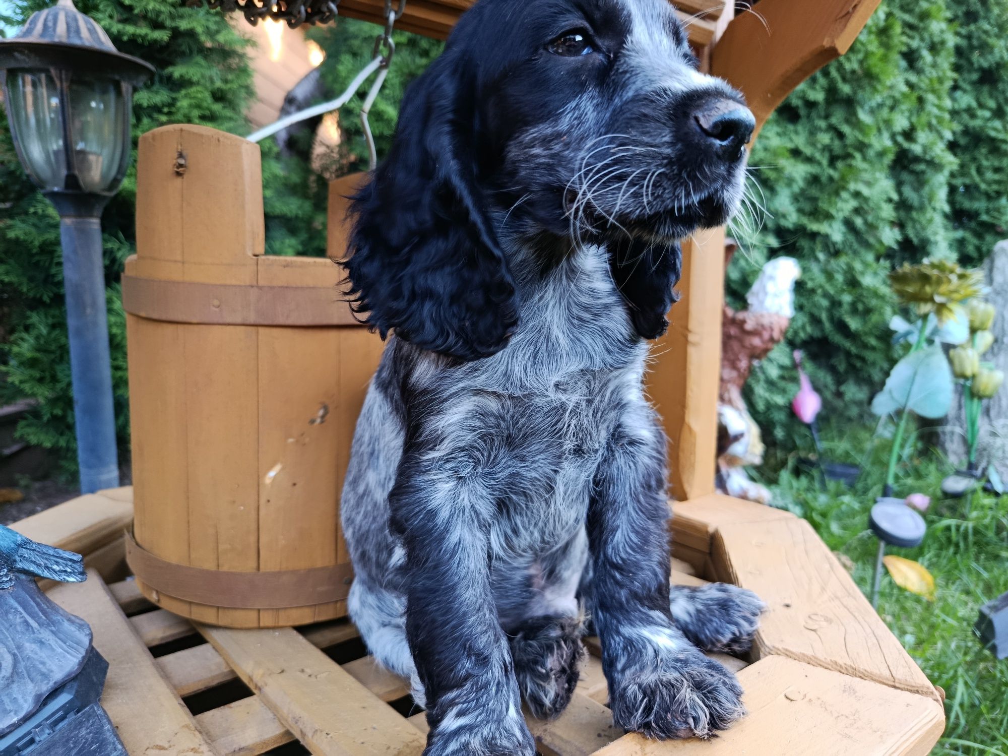 Cocker Spaniel angielski Piesek Rodowód