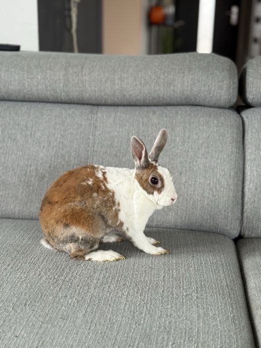 Królik domowy REX nietypowe umaszczenie + klatka