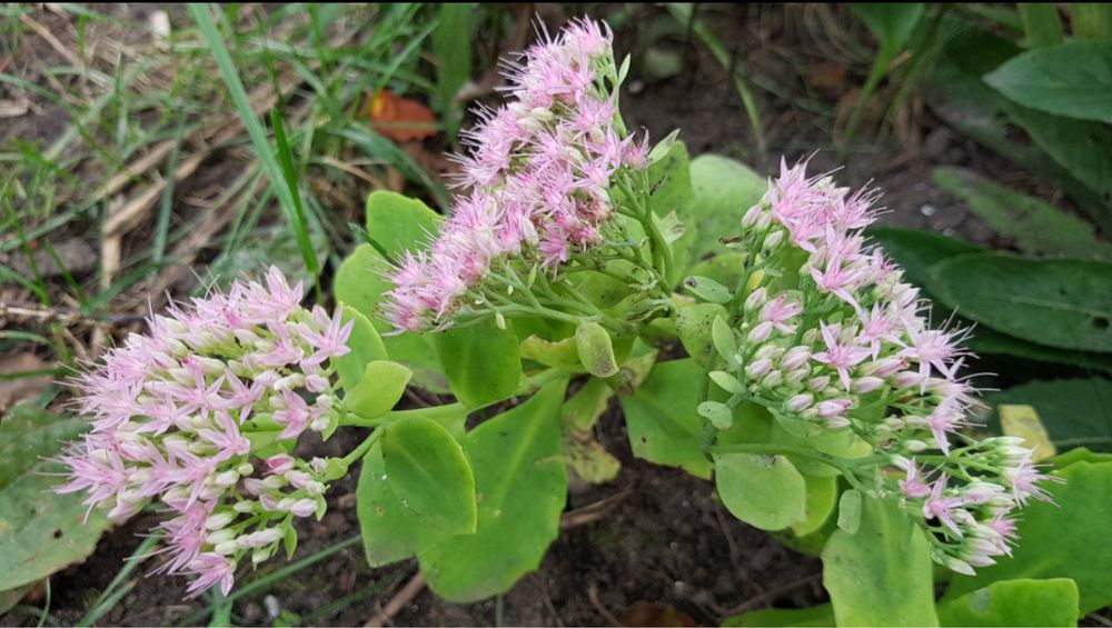 Седум чи Очиток ВИДНИЙ- багaторічник фіалка
