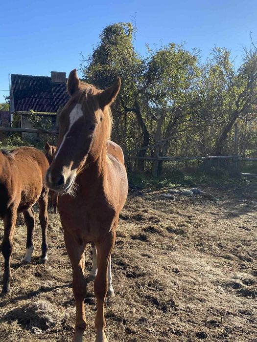 Sprzedam ogiera Tajfuna