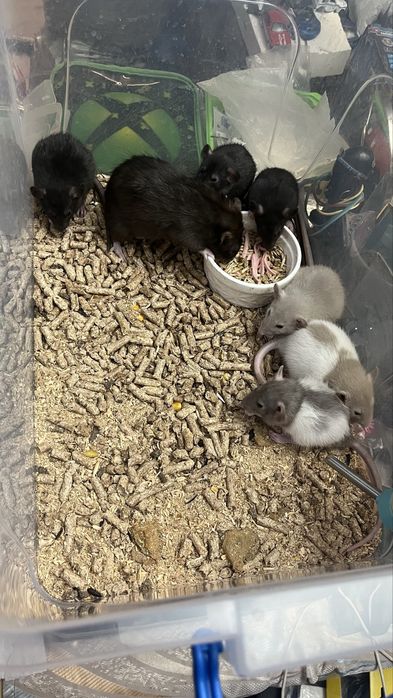 Крысы дамбоухие,ручные,Харьков