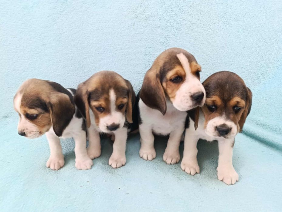 Beagle szczeniaki- pieski