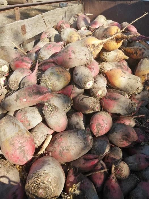 Кормовий крупний буряк