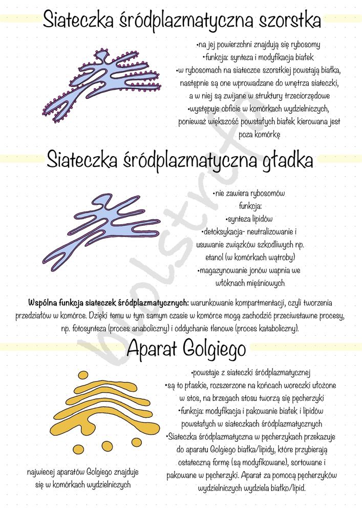 Notatki z BIOLOGII rozszerzonej | MATURA 2024