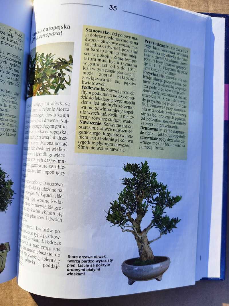 Bonsai z roślin pokojowych Helmut Ruger, Horst Stahl