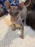 Ganesha przepiękna kotka devon rex PZF