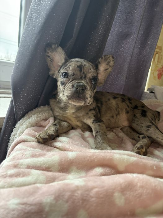 Дівчинка , шукає нову родину