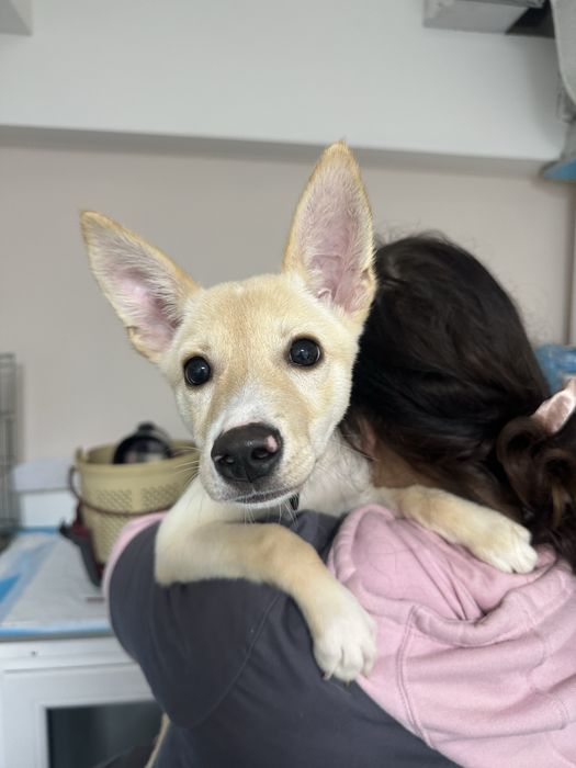 Метис. Дівчинка 4-5 міс.