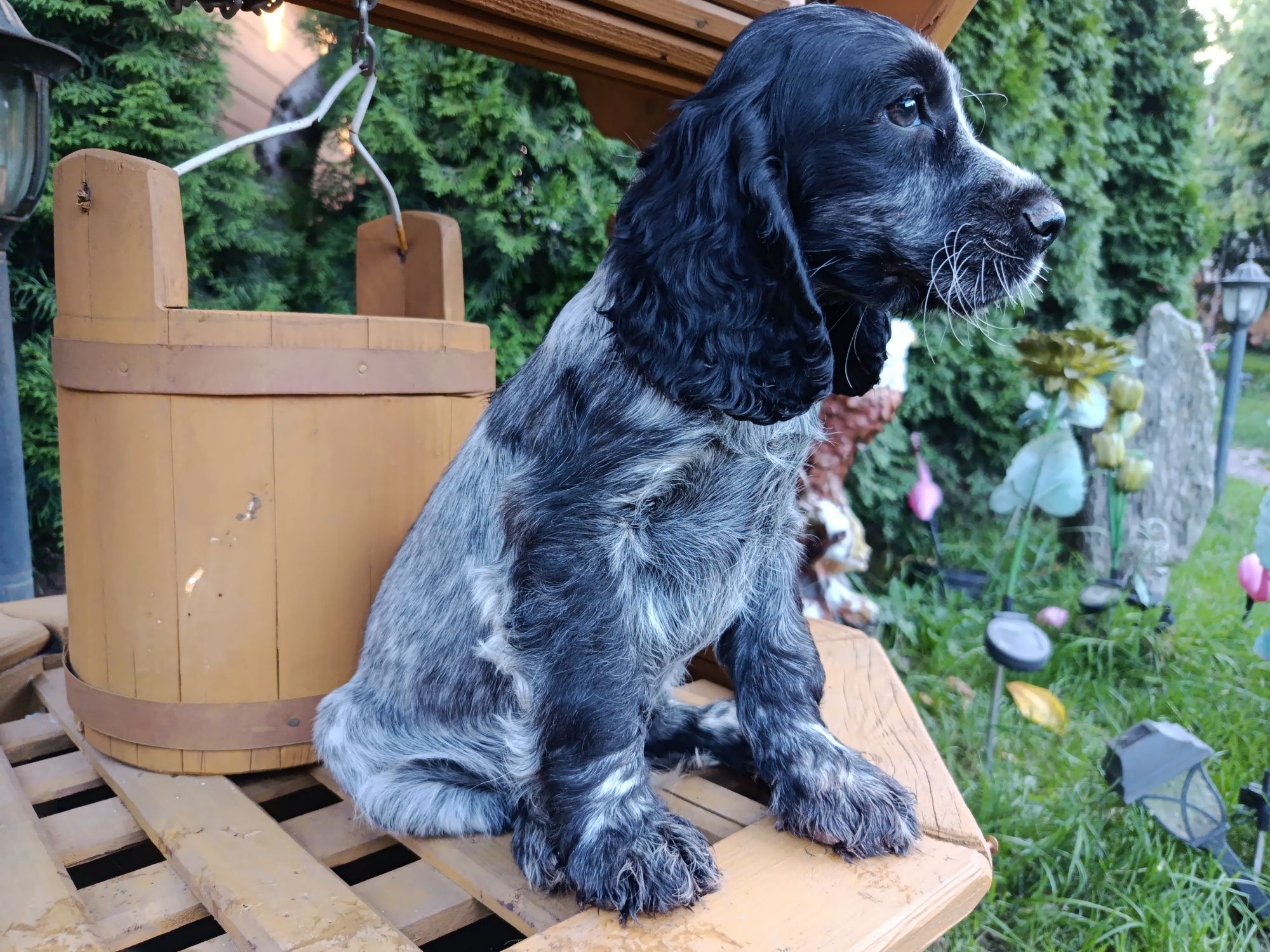 Cocker Spaniel angielski Piesek Rodowód