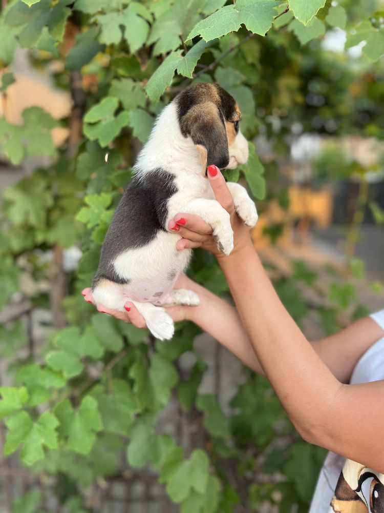 Милий хлопчик бігль