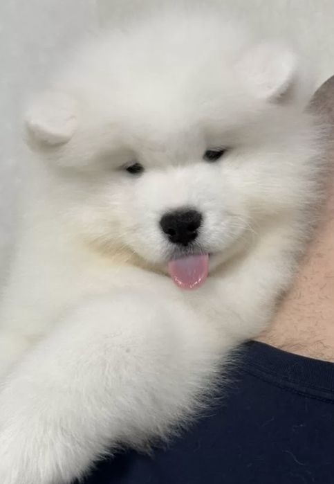 Samoyed biały pies
