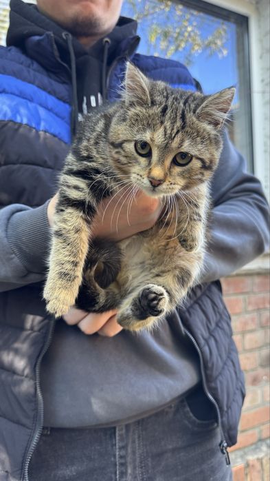 Кошеня 3,5 місяця