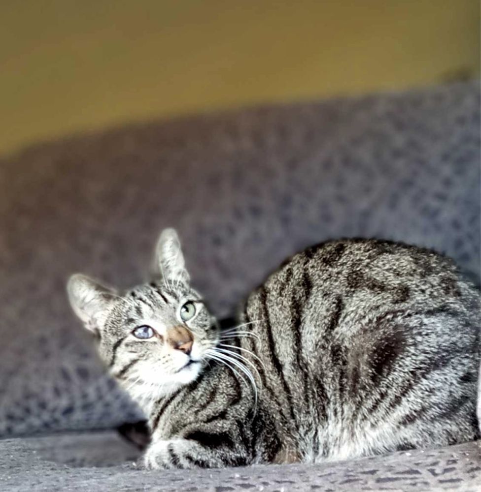 110 kotów do adopcji